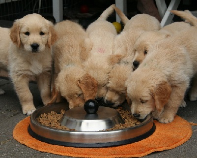 Five Golden Retriever puppies eating from the same bowl