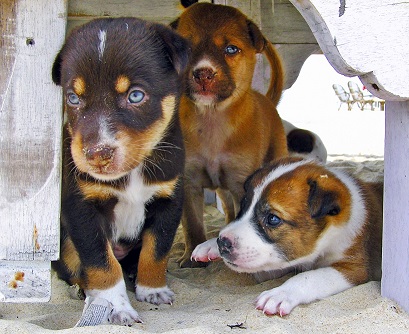 Puppies that have been playing in sand