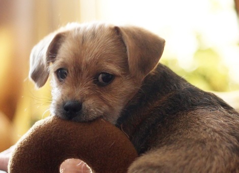 Sweet puppy with a chew toy