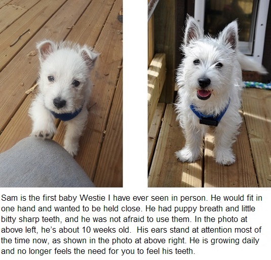 Sam is the first baby Westie I have ever seen in person. He would fit in one hand and wanted to be held close. He had puppy breath and little bitty sharp teeth, and he was not afraid to use them. In the photo at above left, he's about 10 weeks old.  His ears stand at attention most of the time now, as shown in the photo at above right. He is growing daily and no longer feels the need for you to feel his teeth.