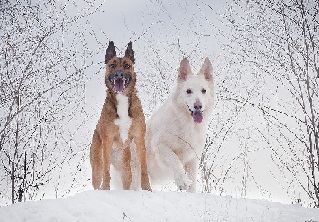 Two large senior dogs in snow