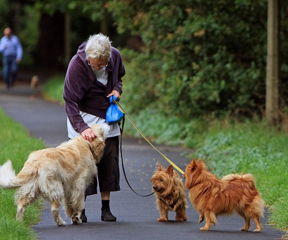 An elderly lady walking dogs