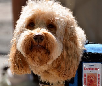A small service dog waits patiently for her human