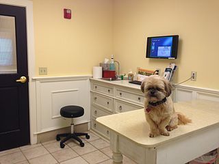 Shih-Tzu on the exam table in vet's office.