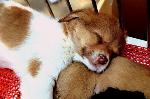 A sleeping puppy rests peacefully
