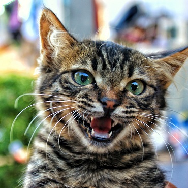Small striped kitten meowing at the camera
