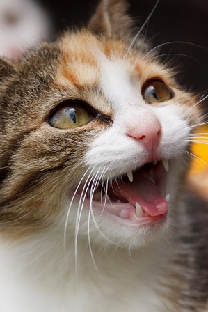 Yellow tabby cat meowing at the photographer
