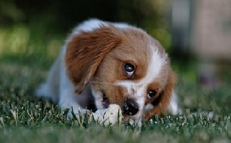 Tan and white puppy lying in the grass chewing on a toy