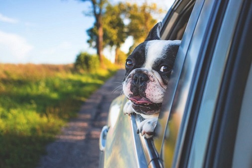 Boston Terrier with his head out of a car window