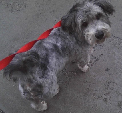 Tripper, looking proud after getting groomed.