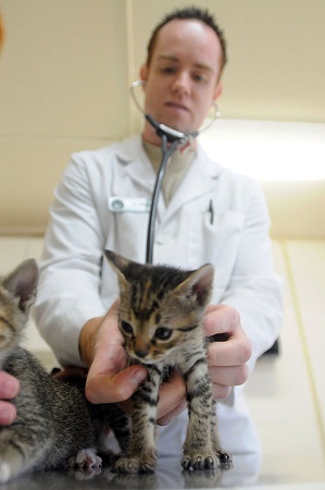 A veterinarian examines a kitten with a stethoscope