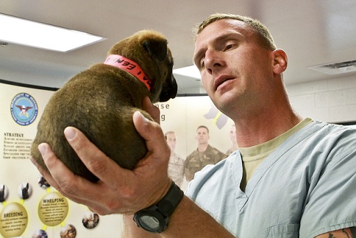 A veterinarian holds a puppy in the exam room.