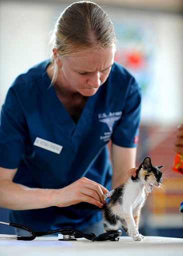 A veterinarian vaccinates an unhappy kitten
