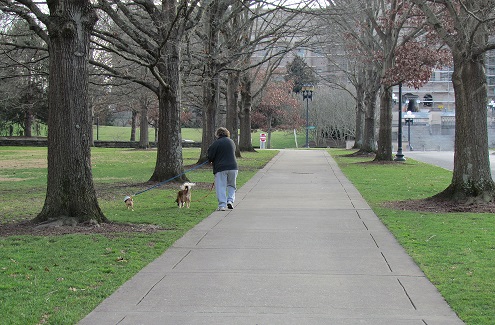Barbara walking two dogs along Capitol Ave in Frankfort