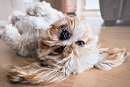 Small white dog lying upside down on the floor