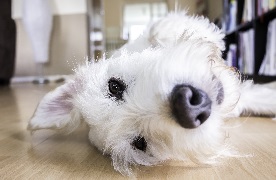 White dog lying sideways on the floor