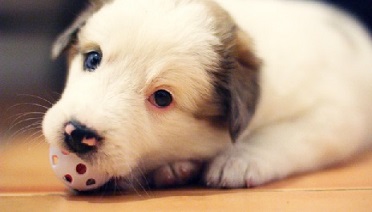 White puppy chewing on a small toy ball