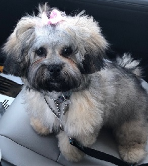 Willa posing after being professionally groomed