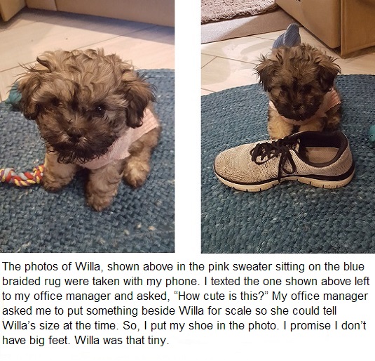 The photos of Willa, shown above in the pink sweater sitting on the blue braided rug were taken with my phone. I texted the one shown above left to my office manager and asked, How cute is this? My office manager asked me to put something beside Willa for scale so she could tell Willa's size at the time. So, I put my shoe in the photo. I promise I don't have big feet. Willa was that tiny.